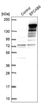 Western Blot: EFCAB6 Antibody [NBP1-84237]