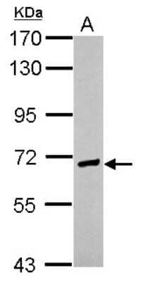 Western Blot: EFCAB7 Antibody [NBP2-16276]