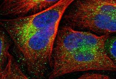 Immunocytochemistry/ Immunofluorescence: EFCBP2 Antibody [NBP1-84002]