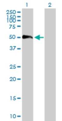 Western Blot: EFEMP2 Antibody [H00030008-B01P]