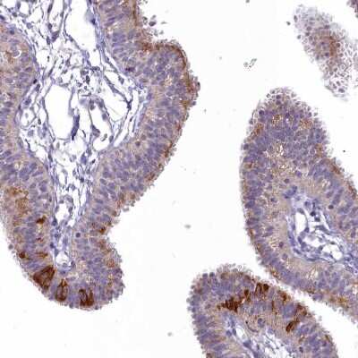 Immunohistochemistry-Paraffin: EFHA1 Antibody [NBP1-91864]