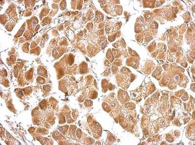 Immunohistochemistry-Paraffin: EFHA1 Antibody [NBP2-16278]