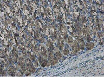 Immunohistochemistry-Paraffin: EFHA1 Antibody [NBP2-16278]