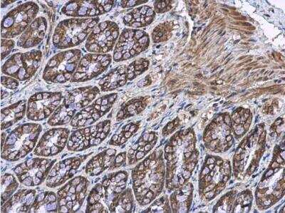 Immunohistochemistry-Paraffin: EFHA1 Antibody [NBP2-16278]