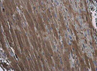 Immunohistochemistry-Paraffin: EFHA1 Antibody [NBP2-16278]