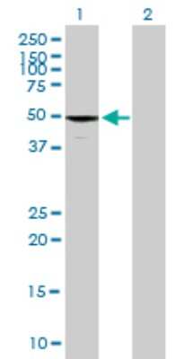 Western Blot: EFHA1 Antibody [H00221154-B01P]