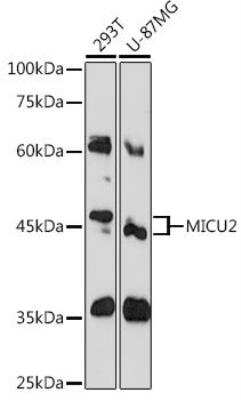 Western Blot: EFHA1 AntibodyAzide and BSA Free [NBP2-92063]