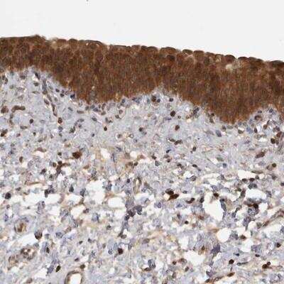 Immunohistochemistry-Paraffin: EFHA2 Antibody [NBP1-85154]