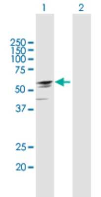 Western Blot: EFHA2 Antibody [H00286097-B01P]