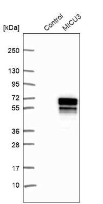 Western Blot: EFHA2 Antibody [NBP1-85154]