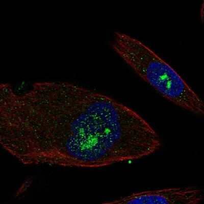 Immunocytochemistry/ Immunofluorescence: EFHB Antibody [NBP2-69059]