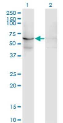 Western Blot: EFHC1 Antibody (4E7) [H00114327-M09]