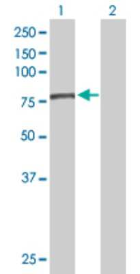 Western Blot: EFHC1 Antibody [H00114327-B01P]