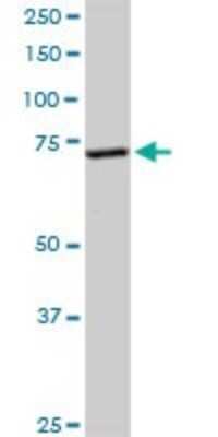 Western Blot: EFHC1 Antibody [H00114327-D01P]