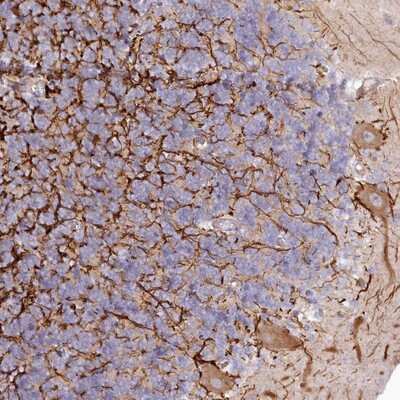 Immunohistochemistry-Paraffin: EFHC2 Antibody [NBP1-82102]