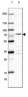 Western Blot: EFHC2 Antibody [NBP1-82102]