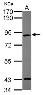 Western Blot: EFHC2 Antibody [NBP2-16279]