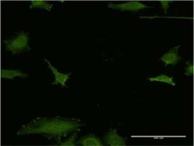Immunocytochemistry/ Immunofluorescence: EFHD1 Antibody (1H7) [H00080303-M05]