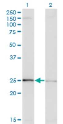 Western Blot: EFHD1 Antibody (3D10) [H00080303-M11]