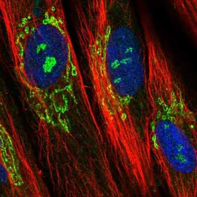 Immunocytochemistry/ Immunofluorescence: EFHD1 Antibody [NBP2-33281]