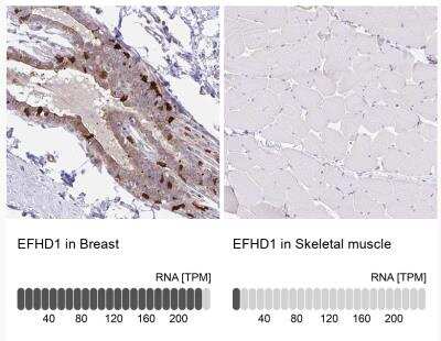 Immunohistochemistry-Paraffin: EFHD1 Antibody [NBP2-33808]