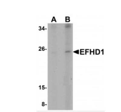 Western Blot: EFHD1 AntibodyBSA Free [NBP1-77134]