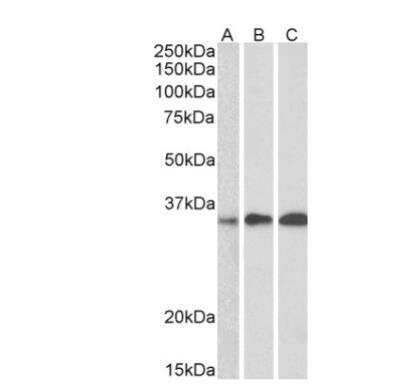 Western Blot: EFHD2 Antibody [NB100-1477]