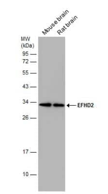 Western Blot: EFHD2 Antibody [NBP1-31134]