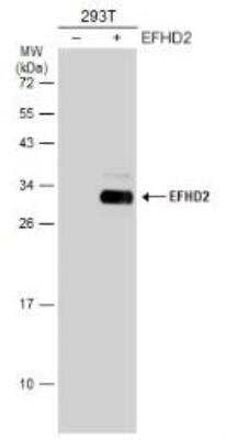 Western Blot: EFHD2 Antibody [NBP1-31134]