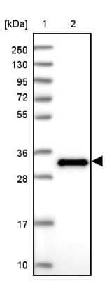 Western Blot: EFHD2 Antibody [NBP2-13947]