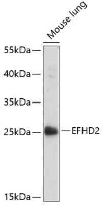 Western Blot: EFHD2 AntibodyAzide and BSA Free [NBP2-92752]