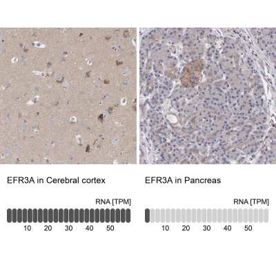 Immunohistochemistry-Paraffin: EFR3A Antibody [NBP1-81539]