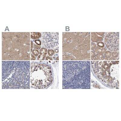 Immunohistochemistry-Paraffin: EFR3A Antibody [NBP1-81540]