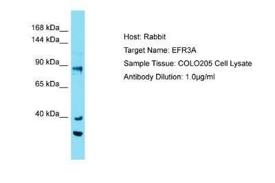 Western Blot: EFR3A Antibody [NBP2-87333]