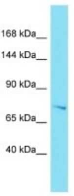 Western Blot: EFR3B Antibody [NBP3-10770]