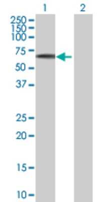 Western Blot: EFS Antibody [H00010278-B01P]