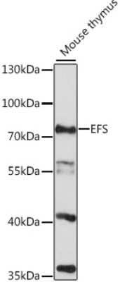 Western Blot: EFS AntibodyAzide and BSA Free [NBP2-92319]