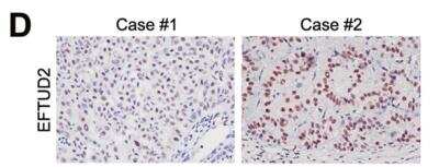 Immunohistochemistry: EFTUD2 Antibody [NB100-40849]