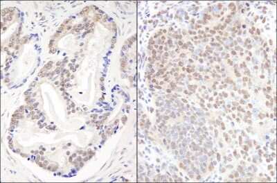 Immunohistochemistry-Paraffin: EFTUD2 Antibody [NB100-40849]