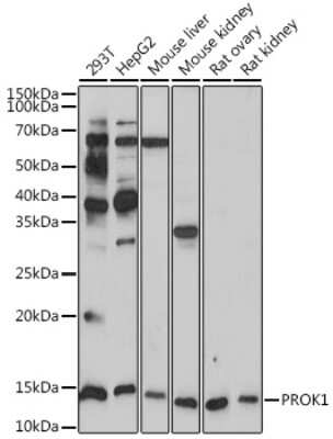 Western Blot: EG-VEGF/PK1 Antibody (1B4G2) [NBP3-15678]