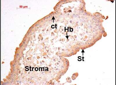 Immunohistochemistry: EG-VEGF/PK1 Antibody [NB100-2901]