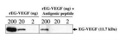 Western Blot: EG-VEGF/PK1 Antibody [NB100-2901]