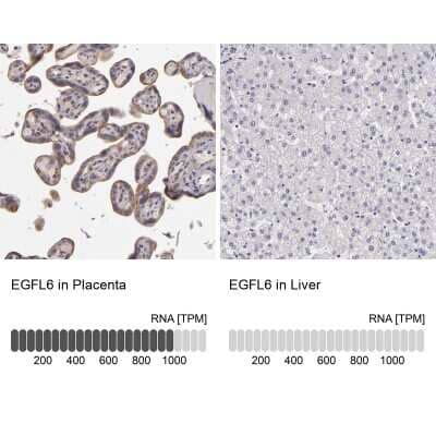 Immunohistochemistry-Paraffin: EGF-L6 Antibody [NBP2-33282]