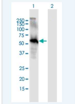 Western Blot: EGF-L6 Antibody [H00025975-B01P-50ug]