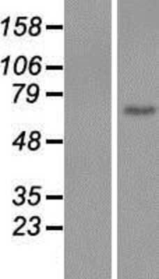 Western Blot: EGF-L6 Overexpression Lysate [NBP2-07159]