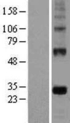 Western Blot: VE-Statin/EGFL7 Overexpression Lysate [NBL1-10150]