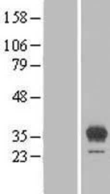 Western Blot: EGFL8 Overexpression Lysate [NBL1-10151]