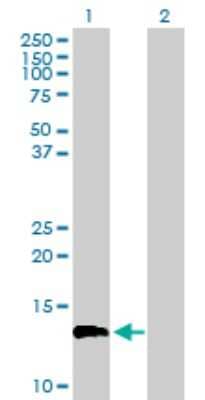 Western Blot: EGFLAM Antibody [H00133584-B01P]