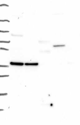 Western Blot: EGFLAM Antibody [NBP3-17359]