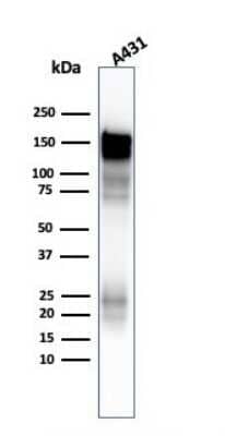 Western Blot: EGFR Antibody (H9B4)Azide and BSA Free [NBP2-34628]